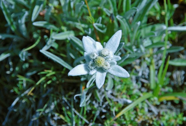 スイスアルプスの高山植物_レオンポディウム・アルピヌム_2.jpg