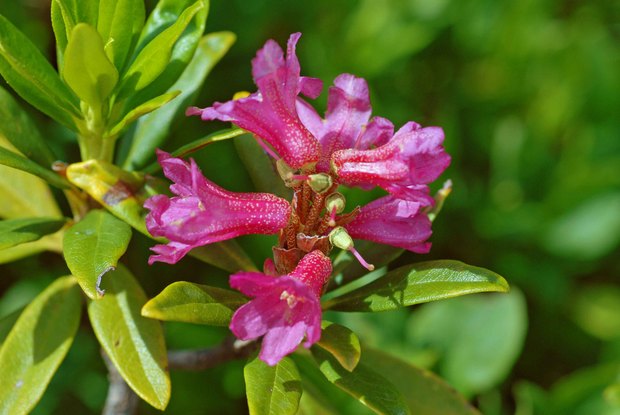 スイスアルプスの高山植物_ロードデンドロン・フェルギネウム_1.jpg