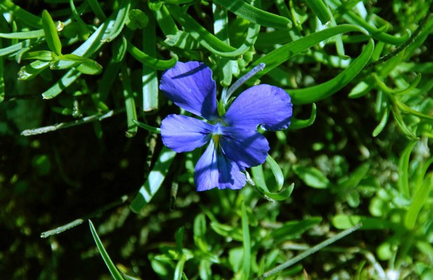 スイスアルプスの高山植物_ヴィオラ・カルカラタ.jpg