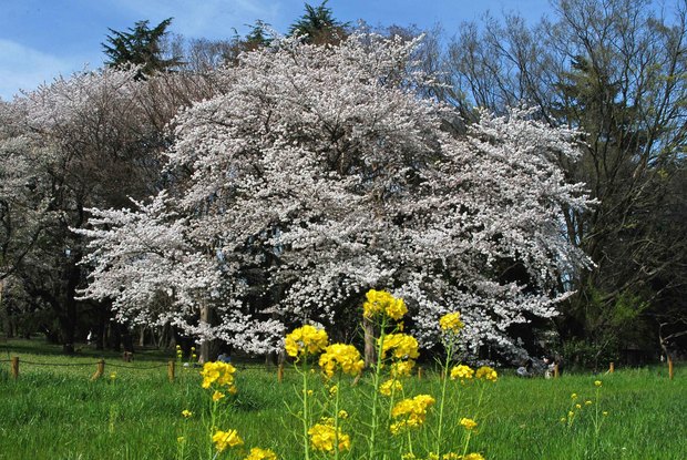 小金井公園の春の花たち(2)_1.jpg