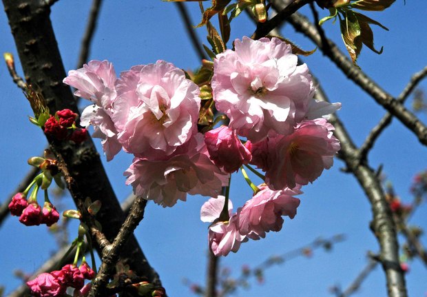 小金井公園の春の花たち(2)_10.jpg