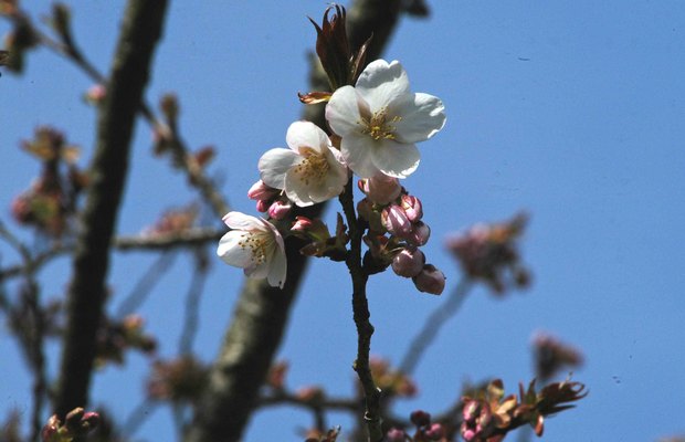 小金井公園の春の花たち(2)_11.jpg