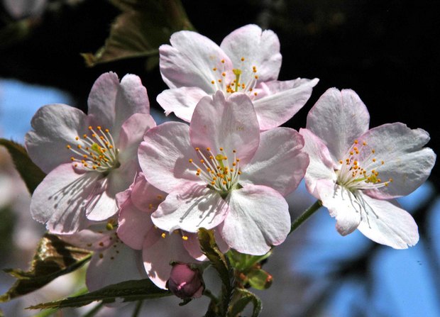 小金井公園の春の花たち(2)_12.jpg