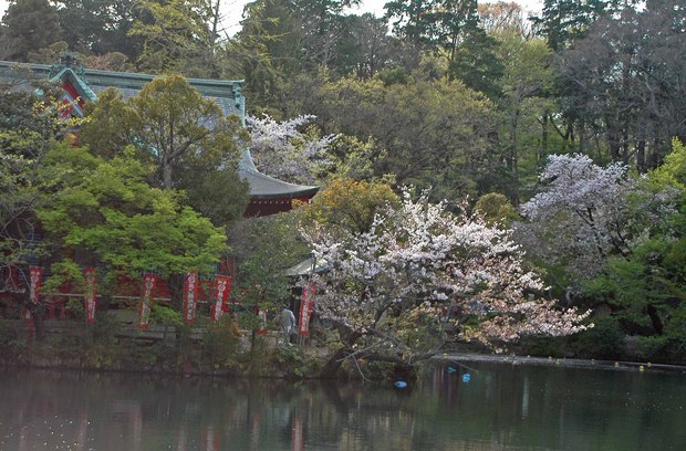 小金井公園の春の花たち(2)_13.jpg