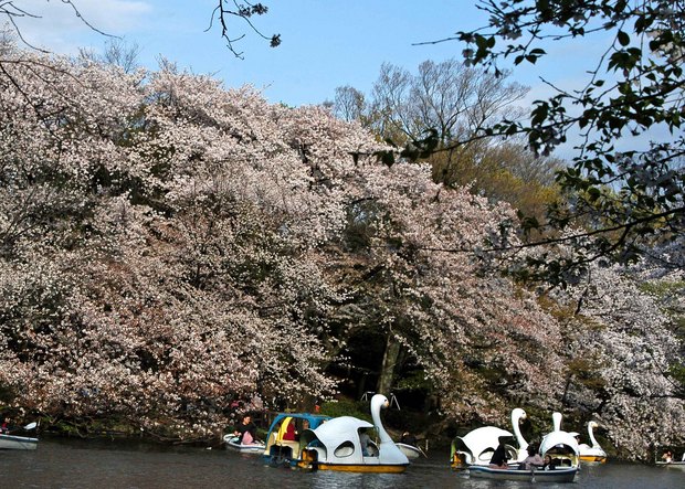 小金井公園の春の花たち(2)_14.jpg