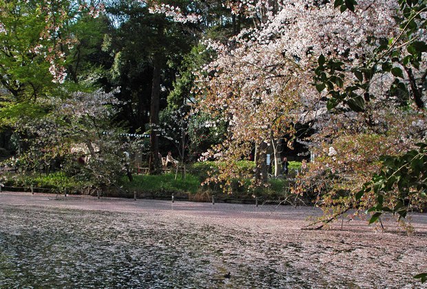 小金井公園の春の花たち(2)_15.jpg