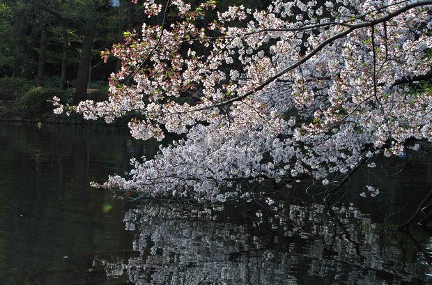 小金井公園の春の花たち(2)_17.jpg