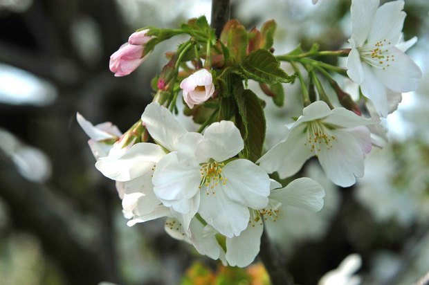 小金井公園の春の花たち(2)_3.jpg