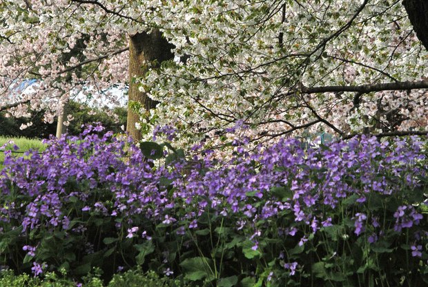 小金井公園の春の花たち(2)_4.jpg