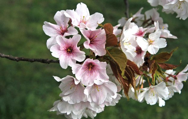 小金井公園の春の花たち(2)_5.jpg