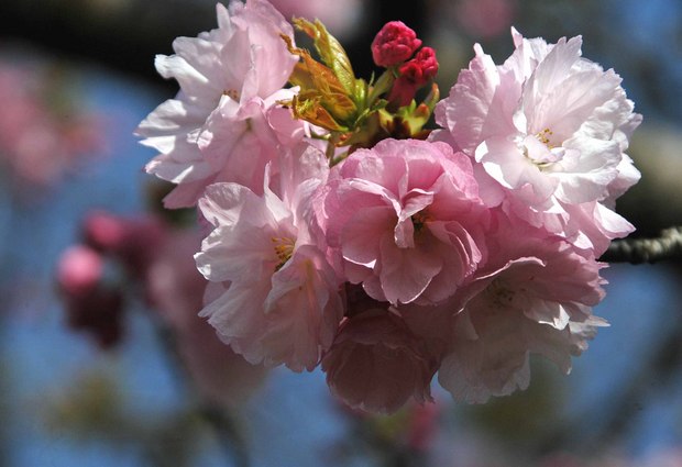 小金井公園の春の花たち(2)_7.jpg