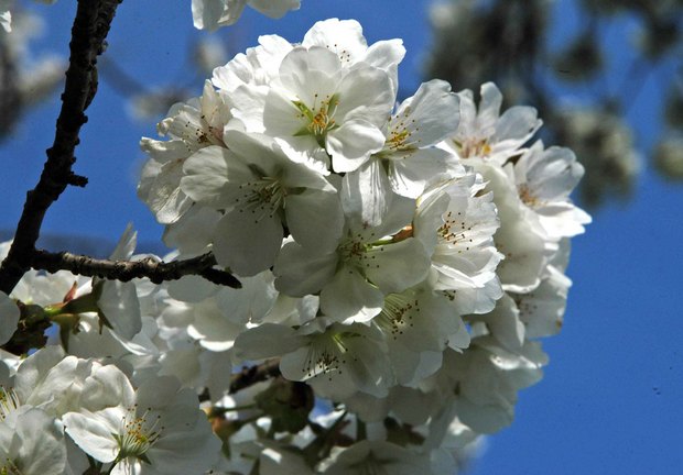 小金井公園の春の花たち(2)_8.jpg