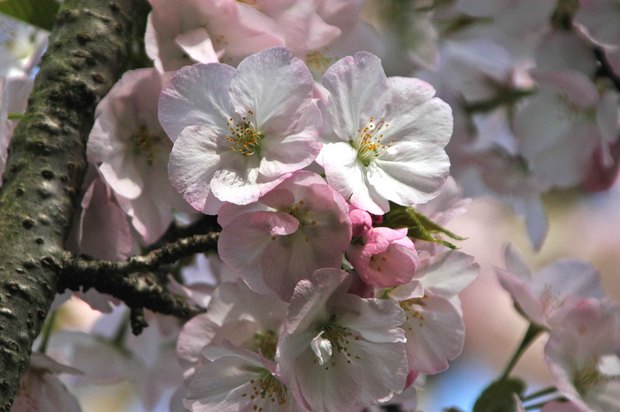 小金井公園の春の花たち(2)_9.jpg