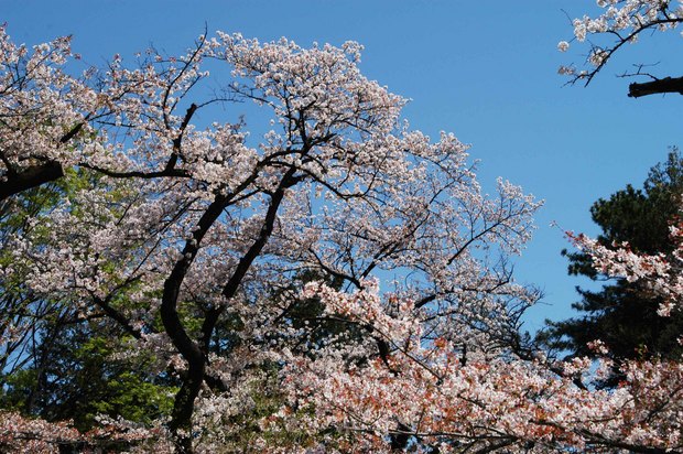 小金井公園_2024.4.10_14.jpg