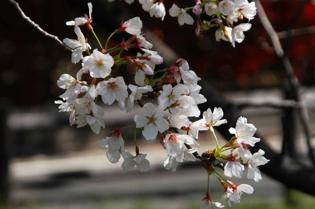 小金井公園_2024.4.10_2.jpg