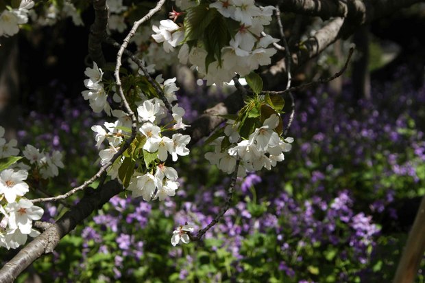 小金井公園_2024.4.10_8.jpg