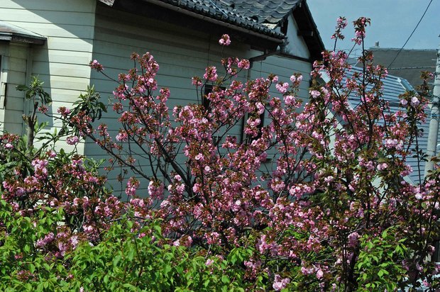 庭の八重桜_1.jpg