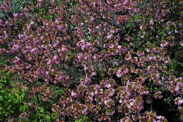 庭の八重桜_2.jpg