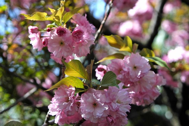 庭の八重桜_3.jpg