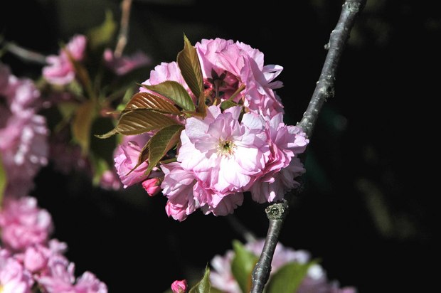 庭の八重桜_4.jpg