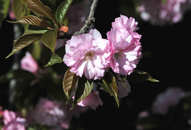 庭の八重桜_5.jpg