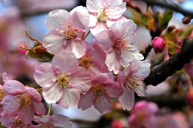 新宿御苑の早咲きの桜と梅2018_1.jpg