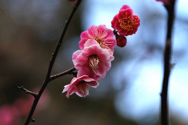 新宿御苑の早咲きの桜と梅2018_7.jpg