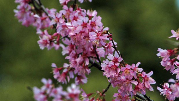 新宿御苑の早春の花_1.jpg