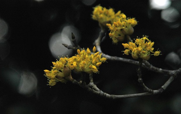 新宿御苑の早春の花_12.jpg