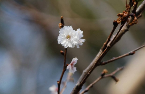 新宿御苑の早春の花_3.jpg