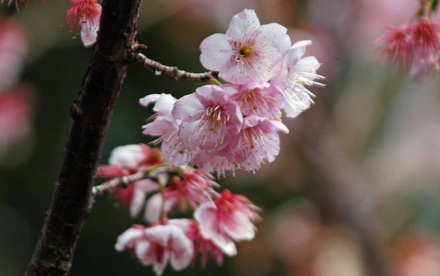 新宿御苑の早春の花_4.jpg