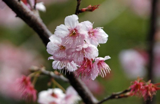 新宿御苑の早春の花_5.jpg