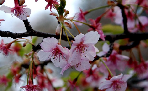 新宿御苑の早春の花_6.jpg