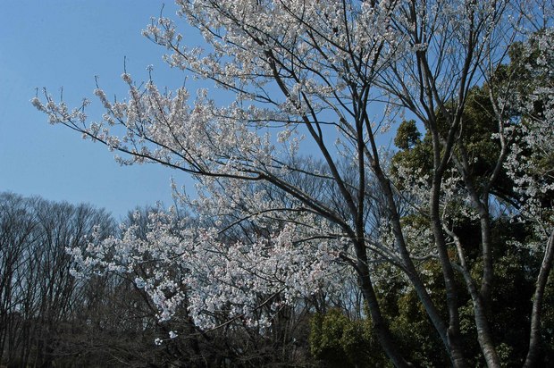 近所の春の花たち2017_10.jpg