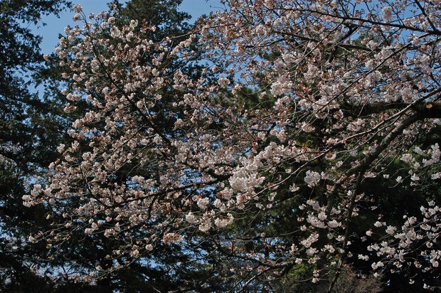 近所の春の花たち2017_12.jpg