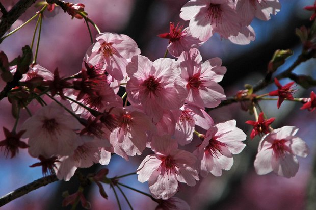 近所の春の花たち2017_15.jpg