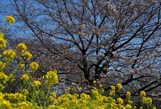 近所の春の花たち2017_16.jpg