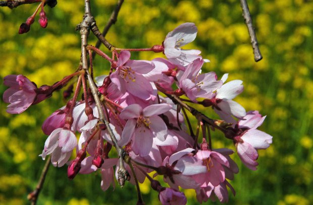 近所の春の花たち2017_17.jpg