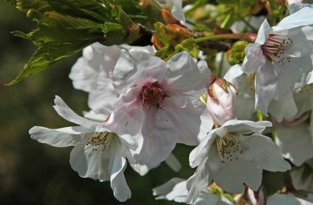 近所の春の花たち2017_3.jpg