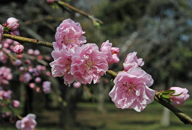 近所の春の花たち2017_4.jpg