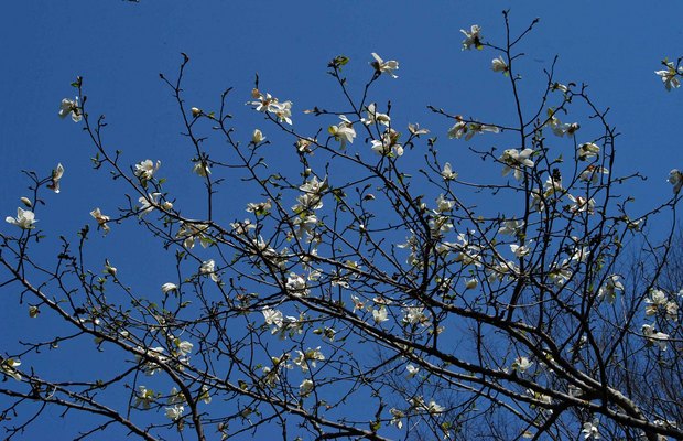 近所の春の花たち2017_5.jpg