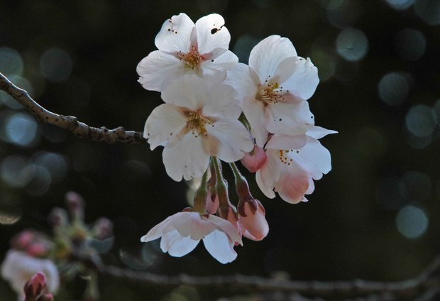 近所の春の花たち2017_8.jpg