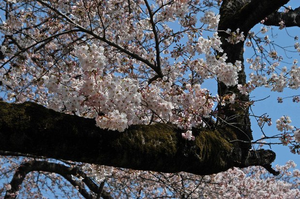 近所の春の花たち2017_9.jpg