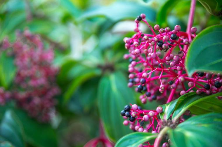 What To Expect in Cloud Forest