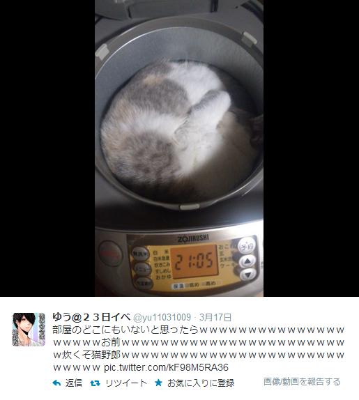 炊飯器の中でぬくぬく丸くなって眠るニャンコが激写される/ ツイッターの声「可愛さに悶える」「リアルねこまんま」など