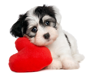 A cute lover valentine havanese puppy dog with a red heart isolated on white background