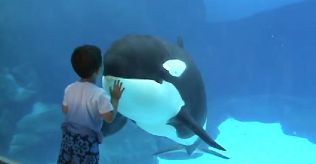 【水族館の奇跡】完全に心が通じ合っているようにみえる人間の男の子とシャチ