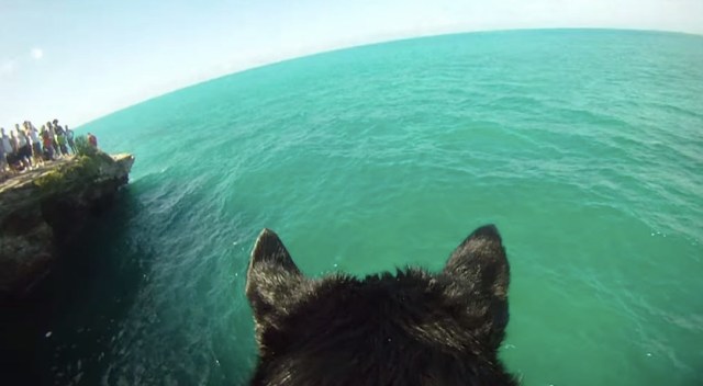 ワンコになった気分で海へダーーーイブ！ 風を感じてスリル満点な「ヒヤッ」とする動画のご紹介♪