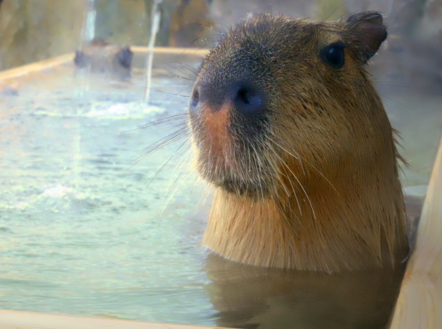 栃木に日本初「カピバラの湯」が誕生するんだよ！ 温泉につかりながらカピバラを観察できるなんてめちゃレア体験です♪