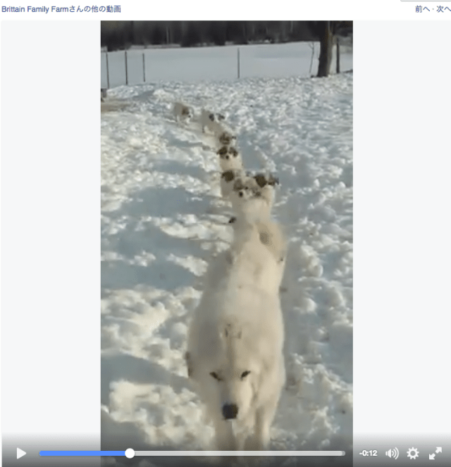 「おーはーよー！」雪道を一列になって走ってくるワンコファミリーの朝の挨拶が可愛すぎる！ 全員まとめて抱きしめたい!!!